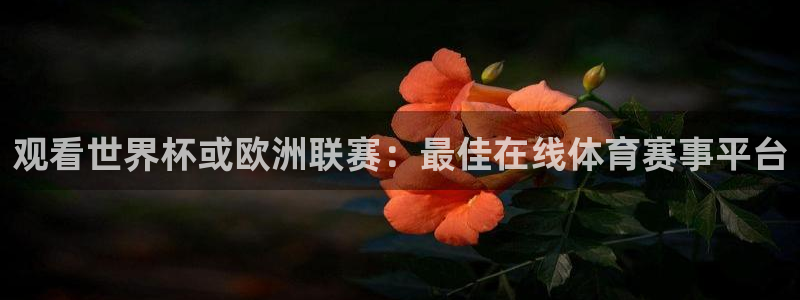 观看世界杯或欧洲联赛：最佳在线体育赛事平台