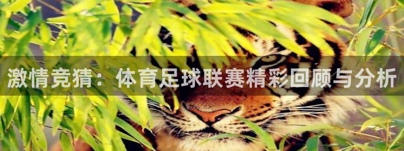 激情竞猜：体育足球联赛精彩回顾与分析